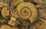 Dactylioceras Ammonite Cluster - Germany #64563-1